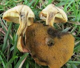 Suillus cothurnatus image