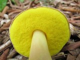Aureoboletus auriporus image