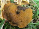 Suillus cothurnatus image