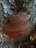 Ganoderma australe image