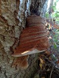 Ganoderma australe image