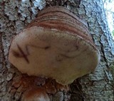 Ganoderma australe image