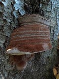 Ganoderma australe image