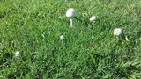 Amanita thiersii image