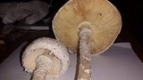 Amanita thiersii image