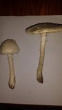 Amanita thiersii image