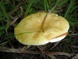 Lactarius aspideoides image