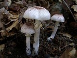 Agaricus vinosobrunneofumidus image