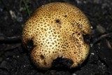 Scleroderma areolatum image
