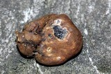 Melanogaster broomeanus image