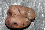 Melanogaster broomeanus image