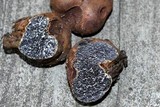 Melanogaster broomeanus image