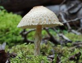 Lepiota erminea image