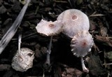 Leucocoprinus cepistipes image