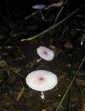 Leucocoprinus cepistipes image