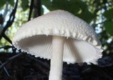 Lepiota erminea image