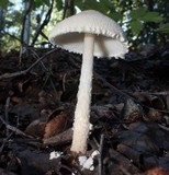 Lepiota erminea image