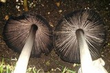 Coprinus calyptratus image