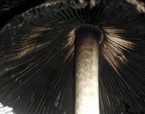 Coprinus calyptratus image