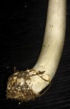 Coprinus calyptratus image