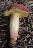 Boletus patrioticus image