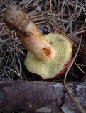 Boletus patrioticus image