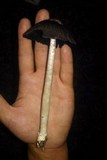 Coprinus calyptratus image