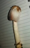 Coprinus calyptratus image