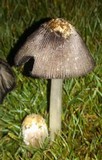 Coprinus calyptratus image