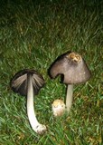 Coprinus calyptratus image