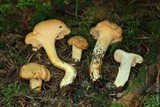Cantharellus formosus image