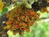 Teloschistes hosseusianus image