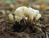Tremellodendron pallidum image