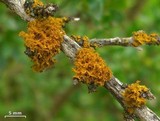 Teloschistes hosseusianus image