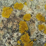 Placomaronea candelarioides image