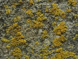 Placomaronea candelarioides image
