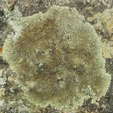 Lecanora muralis image