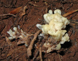 Tremellodendron pallidum image
