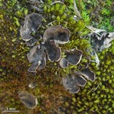 Peltigera didactyla image