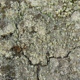 Cladonia pyxidata image