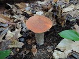 Leccinum insigne image