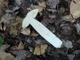 Leccinum insigne image