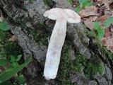 Leccinum insigne image