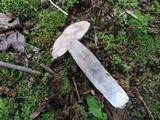 Leccinum insigne image