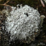 Diploschistes muscorum image