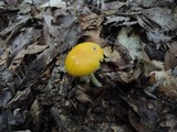 Amanita elongata image