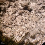 Diploschistes muscorum image