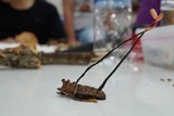 Cordyceps nutans image