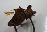 Cordyceps nutans image