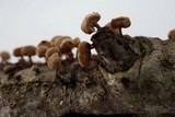 Panellus pusillus image